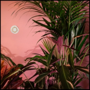 Beaty Heart - Mixed Blessings i gruppen CD hos Bengans Skivbutik AB (1049644)