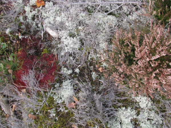 Fursaxa - Mycorrhizae Realm i gruppen CD / Toppselgere hos Bengans Skivbutik AB (1171964)