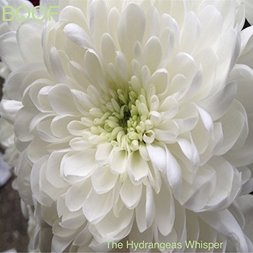 Boof - Hydrangeas Whisper i gruppen CD / Toppselgere hos Bengans Skivbutik AB (1335180)