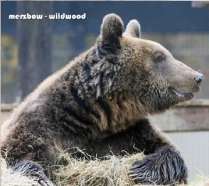 Merzbow - Wildwood i gruppen CD hos Bengans Skivbutik AB (1484035)