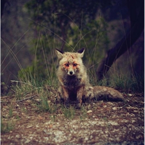 Winterpills - Love Songs i gruppen CD hos Bengans Skivbutik AB (1842356)