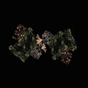 Woodsman - Woodsman i gruppen VINYL hos Bengans Skivbutik AB (1907975)