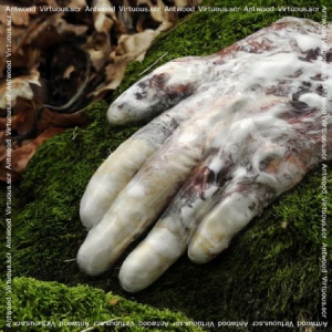 Antwood - Virtuous.Scr. i gruppen CD hos Bengans Skivbutik AB (1910058)