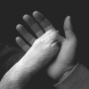 Jaws Of Love - Tasha Sits Close To The Piano i gruppen VINYL hos Bengans Skivbutik AB (2543499)