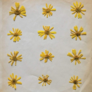 Molochs - Flowers In The Spring i gruppen VINYL hos Bengans Skivbutik AB (3277402)