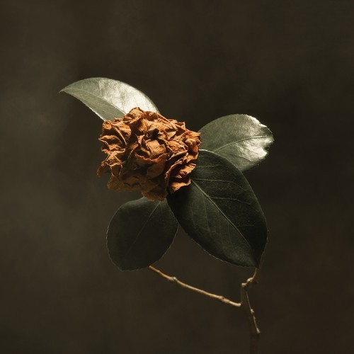 St. Paul & The Broken Bones - Young Sick Camellia i gruppen CD / Pop hos Bengans Skivbutik AB (3302170)