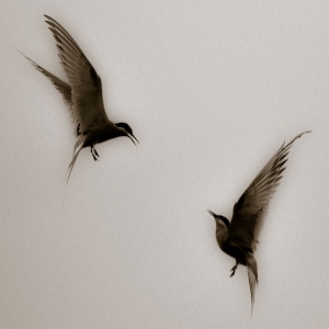 Red Mecca - Every1's A Winner i gruppen VINYL hos Bengans Skivbutik AB (3596654)