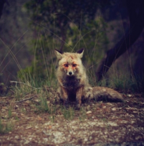 Winterpills - Love Songs i gruppen Annet / hos Bengans Skivbutik AB (3744361)