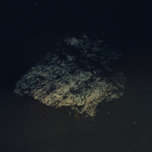 Multicast Dynamics - Lost World i gruppen Annet /  hos Bengans Skivbutik AB (3829748)