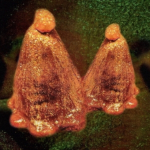 Black To Comm - Oocyte Oil & Stolen Androgens i gruppen VINYL / Pop-Rock hos Bengans Skivbutik AB (3905130)