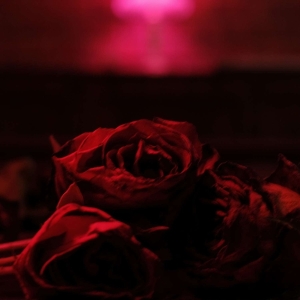 The Paper Kites - Roses i gruppen VINYL hos Bengans Skivbutik AB (3918315)