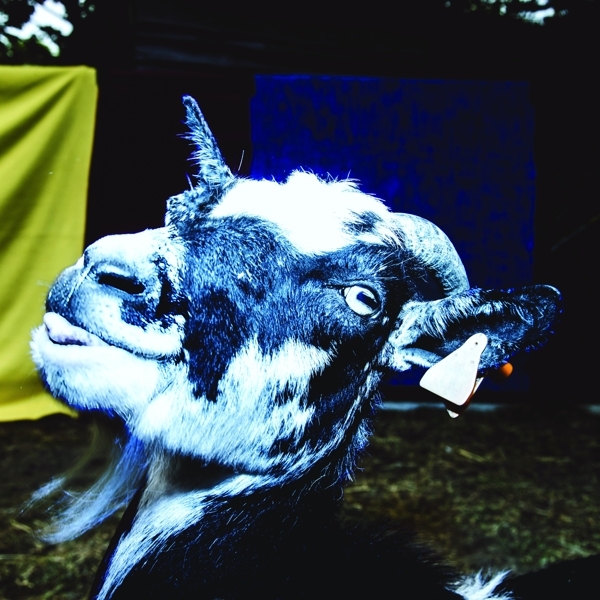 Barely Autumn - Day Trip To The Petting Zoo i gruppen VINYL / Toppselgere hos Bengans Skivbutik AB (3927885)