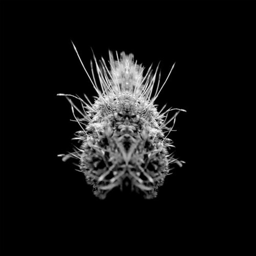 Selm - Tiiier / Post-Adrenaline i gruppen VINYL / Rock hos Bengans Skivbutik AB (3967769)