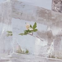 Efterklang - Windflowers (Clear Vinyl) i gruppen VINYL / Rock hos Bengans Skivbutik AB (4027041)