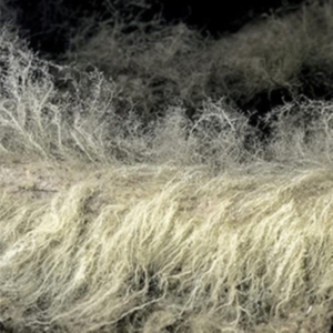 Bauchet Lyonel - Diver i gruppen CD hos Bengans Skivbutik AB (4036683)