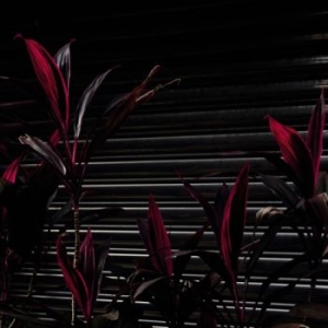 Fine Place - This New Heaven i gruppen VINYL hos Bengans Skivbutik AB (4113219)