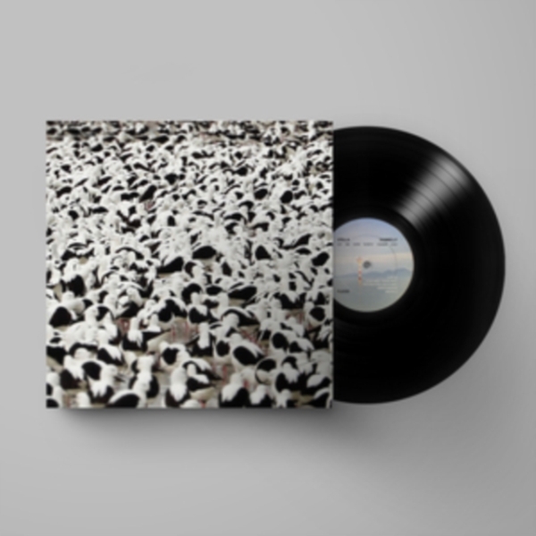 Stella Donnelly - Flood i gruppen VINYL / Rock hos Bengans Skivbutik AB (4164583)