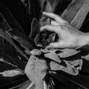 Nanook Of The North - Heide i gruppen VINYL / Pop-Rock hos Bengans Skivbutik AB (4173995)