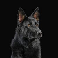 Nerven Die - Die Nerven i gruppen CD hos Bengans Skivbutik AB (4205823)