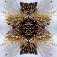 Yakuza - Sutra i gruppen CD / Metal hos Bengans Skivbutik AB (4241253)