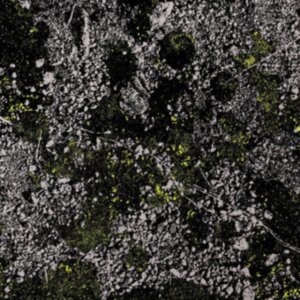 King Gizzard & The Lizard Wizard - Infest The Rats Nest (Live At Red R i gruppen VINYL hos Bengans Skivbutik AB (4287754)