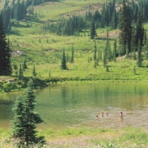 Skirts - Great Big Wild Oak (Milky Clear Vin i gruppen VINYL hos Bengans Skivbutik AB (4287771)