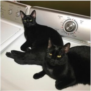 Prekop Sam & John Mcentire - Sons Of i gruppen Annet / hos Bengans Skivbutik AB (4296260)