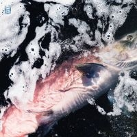 Jessika Kenney & Eyvind Kang - Azure i gruppen VINYL / Toppselgere hos Bengans Skivbutik AB (4313375)