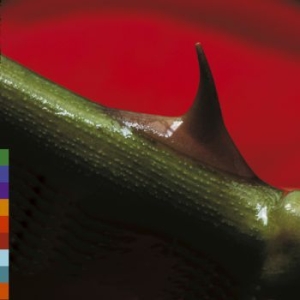 Nusrat Fateh Ali Khan - Night Song i gruppen CD hos Bengans Skivbutik AB (521370)