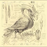 Reid Sarah Belle & Golia Vinny - Accidental Ornithology i gruppen VI TIPSER / Fredagsutgivelser / 2025-01-31 hos Bengans Skivbutik AB (5569554)