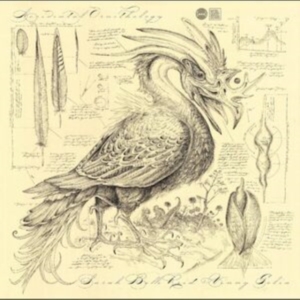 Reid Sarah Belle & Golia Vinny - Accidental Ornithology i gruppen VI TIPSER / Fredagsutgivelser / 2025-01-31 hos Bengans Skivbutik AB (5569554)