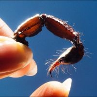 Squid - Cowards i gruppen VI TIPSER / Fredagsutgivelser / 2025-02-07 hos Bengans Skivbutik AB (5571715)