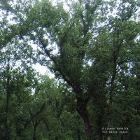 Julianna Barwick - The Magic Place i gruppen VINYL / Pop-Rock hos Bengans Skivbutik AB (5576104)