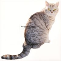Sarter Kit - What I Am And What I'm Not i gruppen VI TIPSER / Fredagsutgivelser / 2025-03-21 hos Bengans Skivbutik AB (5588275)