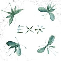 Exo - Exo i gruppen VI TIPSER / Fredagsutgivelser / 2025-04-11 hos Bengans Skivbutik AB (5589714)