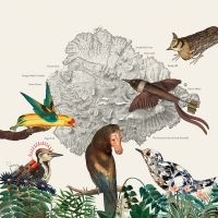 Friendly Rich - The Birds Of Marsville i gruppen VINYL / Kommende / Pop-Rock hos Bengans Skivbutik AB (5631330)