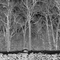 Pile - Sunshine And Balance Beams (Ltd Tra i gruppen VI TIPSER / Fredagsutgivelser / 2025-08-29 hos Bengans Skivbutik AB (5634411)