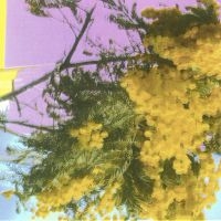 Four Tet - Into Dust (Still Falling) i gruppen VI TIPSER / Fredagsutgivelser / 2025-09-05 hos Bengans Skivbutik AB (5637192)