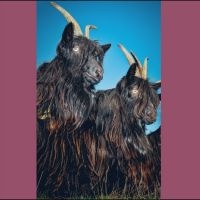 Martina Berther & Philipp Schlotter - Silence Will Never Die i gruppen VINYL hos Bengans Skivbutik AB (5643409)
