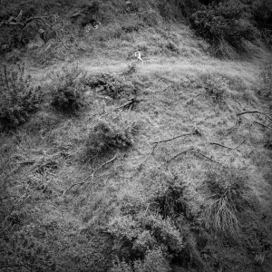 Tivel Anna - Animal Poem i gruppen VI TIPSER / Fredagsutgivelser / 2025-11-14 hos Bengans Skivbutik AB (5644294)