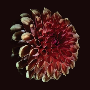 Jessica Moss - Unfolding i gruppen VINYL / Kommende / Dance-Techno hos Bengans Skivbutik AB (5646857)