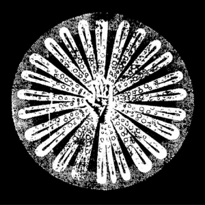 Filhos - Vol.2 i gruppen Nyheter / Pop-Rock hos Bengans Skivbutik AB (5648363)