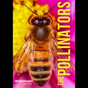 Various Artists - Dreamscape Explore: The Pollinators i gruppen Musikkk-DVD & Bluray / Kommende hos Bengans Skivbutik AB (5655327)