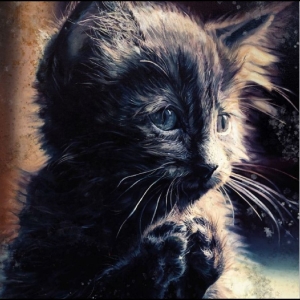 Perzeptiverdampfkesselqualmtbesinnl - Pussy Disco i gruppen CD / Kommende / Pop-Rock hos Bengans Skivbutik AB (5656575)