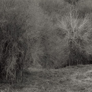 Leimer K. - Atrophies For Piano i gruppen VINYL / Kommende / Pop-Rock hos Bengans Skivbutik AB (5663351)