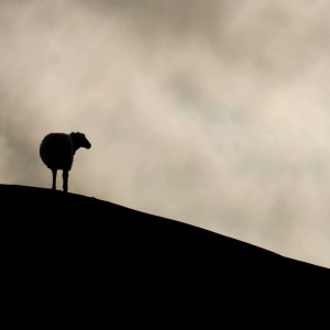 Hyacinthuset - Gå (Vänd Inte Om) i gruppen VINYL / Nyheter / Pop-Rock hos Bengans Skivbutik AB (5664563)