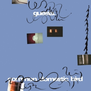 Guests - Common Domestic Bird i gruppen VINYL / Kommende / Pop-Rock hos Bengans Skivbutik AB (5665021)