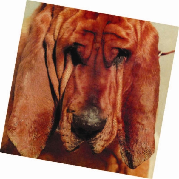 Segall Ty - Goodbye Bread i gruppen CD / Toppselgere hos Bengans Skivbutik AB (658922)