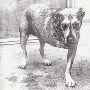 Alice In Chains - Alice In Chains i gruppen Annet /  hos Bengans Skivbutik AB (662079)