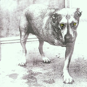 Alice In Chains - Alice In Chains i gruppen Annet /  hos Bengans Skivbutik AB (662079)